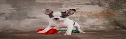 Chihuahua dogs for sale: Ernie - Ad 14