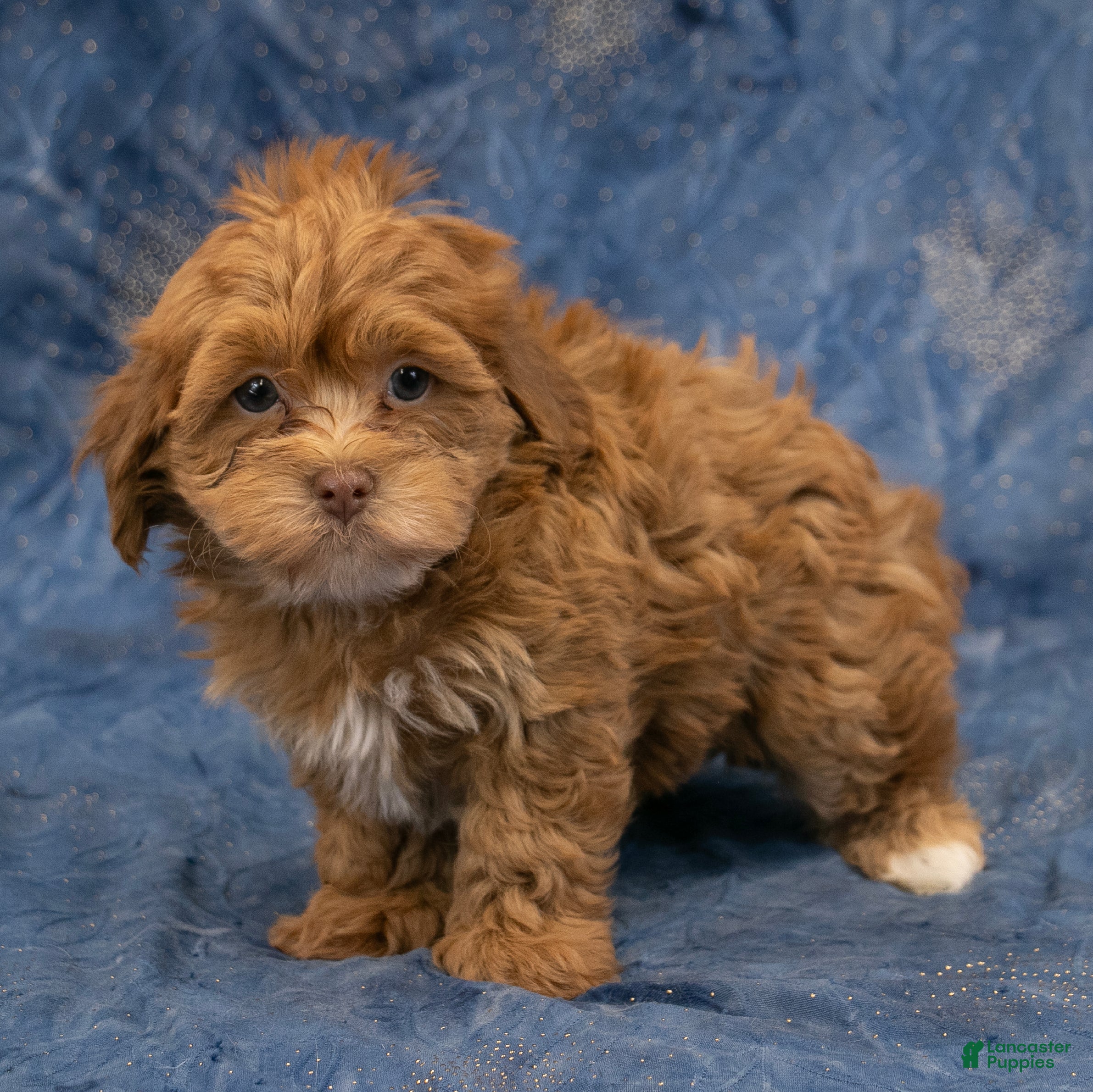 Havapoo dogs Baxter - Ad 2