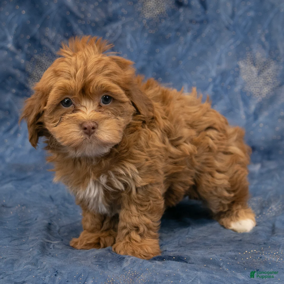 Havapoo dogs for sale: Baxter - Ad 2