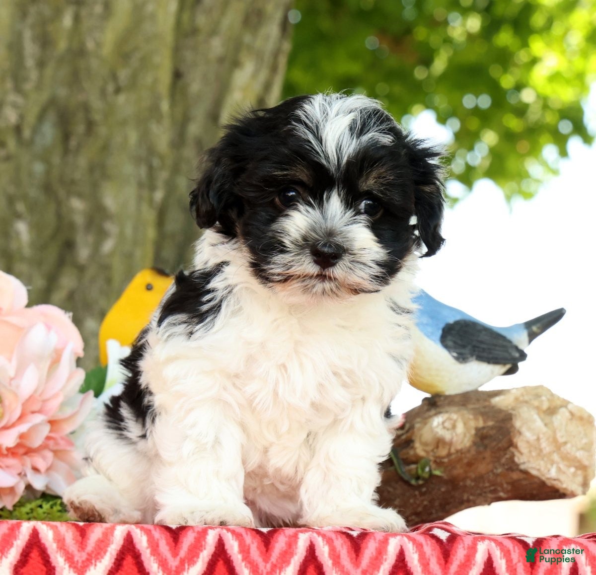 Havanese dogs for sale: Missy - Ad 1