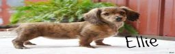 Dachshund dogs for sale: Ellie - Ad 2
