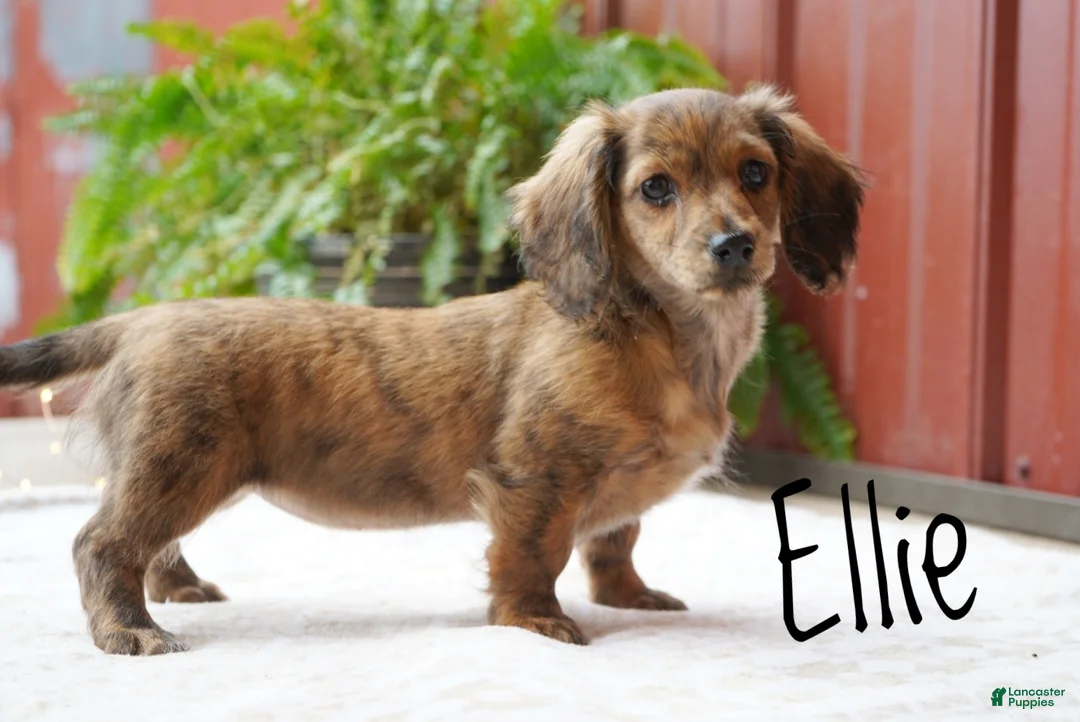 Dachshund dogs for sale: Ellie - Ad 2