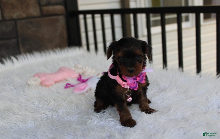 Yorkiepoo dogs Evelyn  - Ad 1