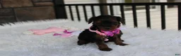 Yorkiepoo dogs for sale: Evelyn  - Ad 6