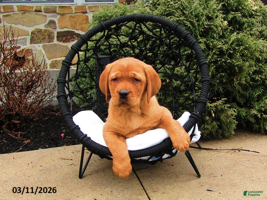 Labrador Retriever dogs Kassie - Ad 2