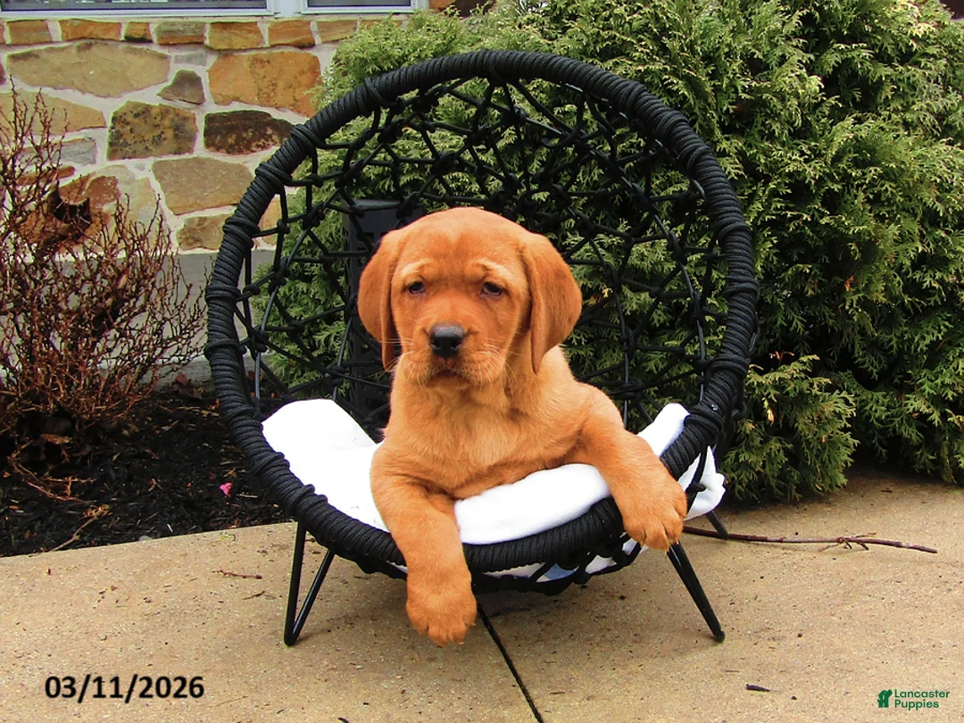 Labrador Retriever dogs for sale: Kassie - Ad 2