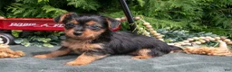 Yorkshire Terrier dogs for sale: Peony - Ad 3