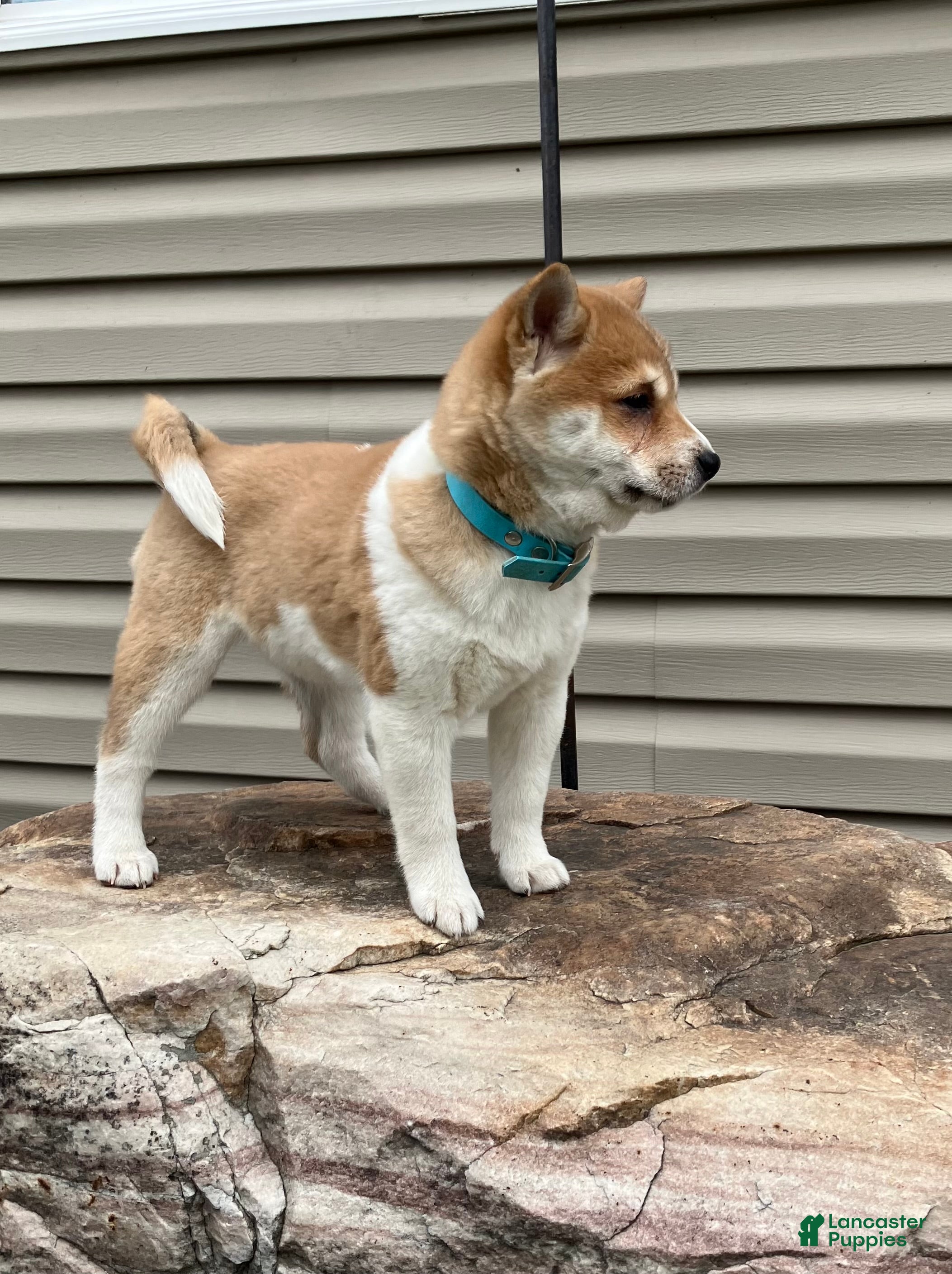 Shiba Inu dogs Butterfly - Ad 1