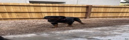 Rottweiler dogs for sale: 4th Pick Female - Ad 7