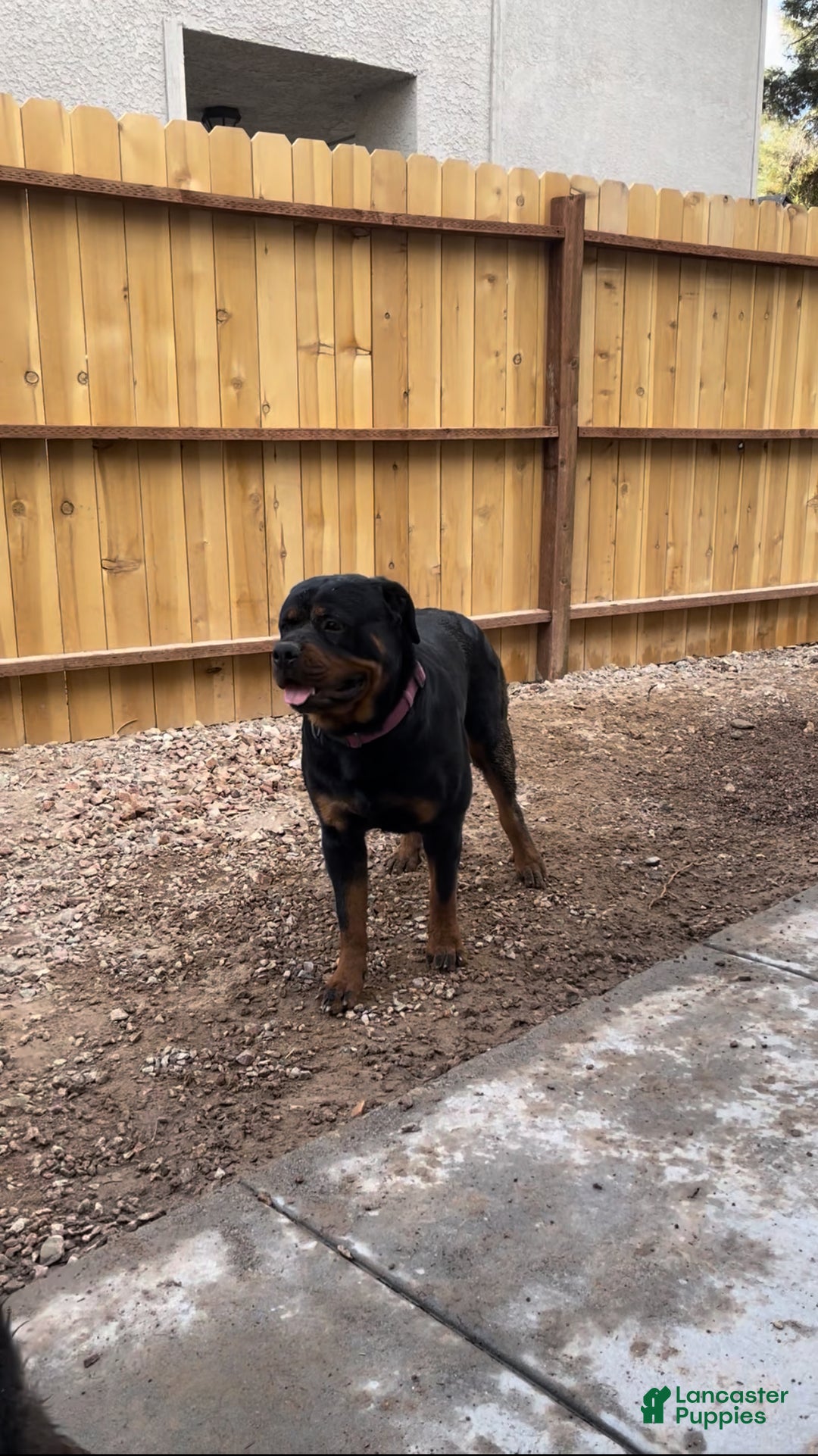 Rottweiler dogs for sale: 4th Pick Female - Ad 7