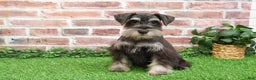 Miniature Schnauzer dogs for sale: Princeton - Ad 3
