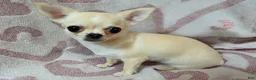 Chihuahua dogs for sale: Elliot - Ad 5