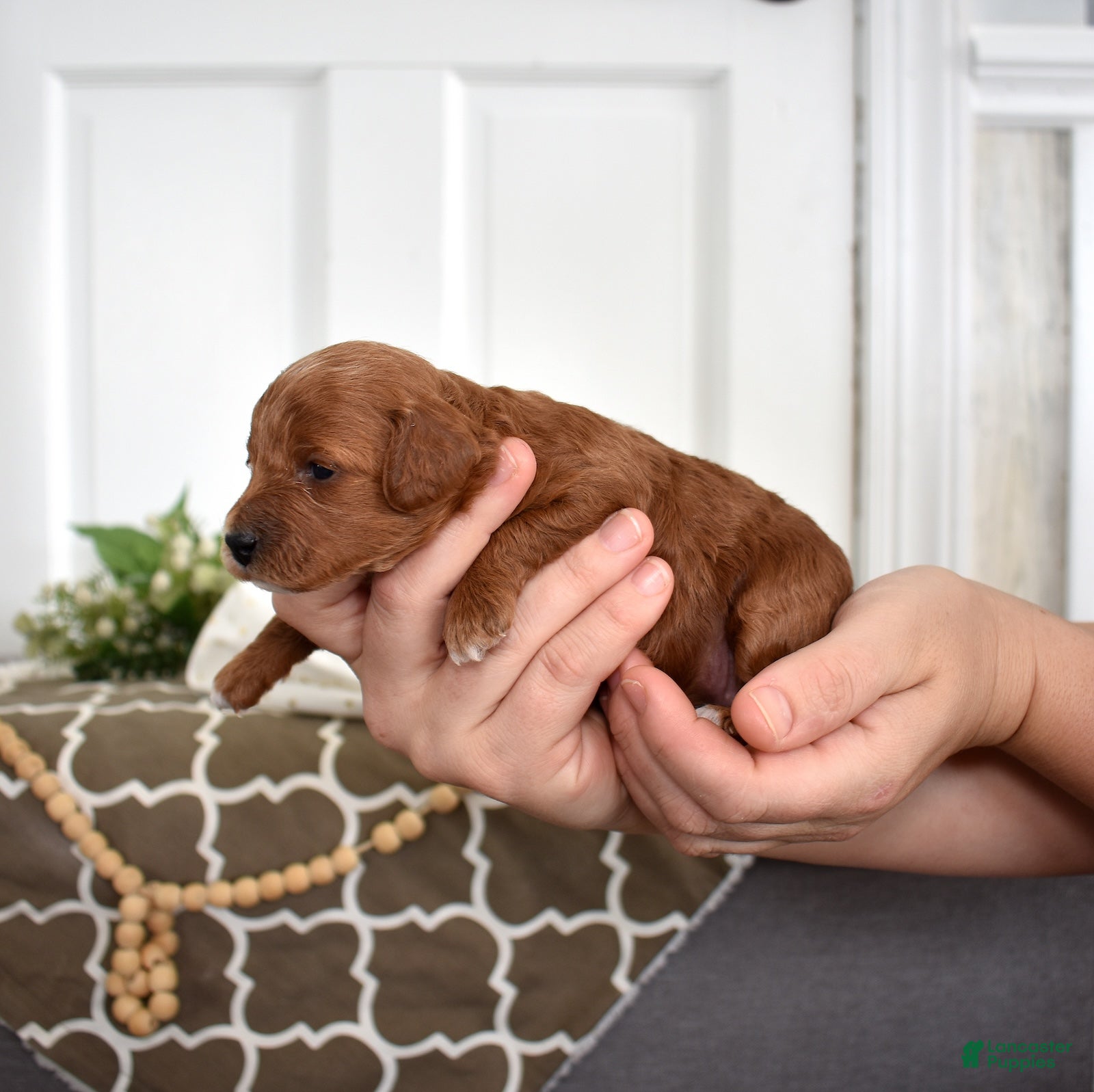 Toy Poodle dogs Petals  - Ad 2