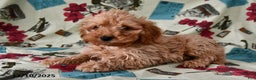 Cockapoo dogs for sale: Caramel  - Ad 3