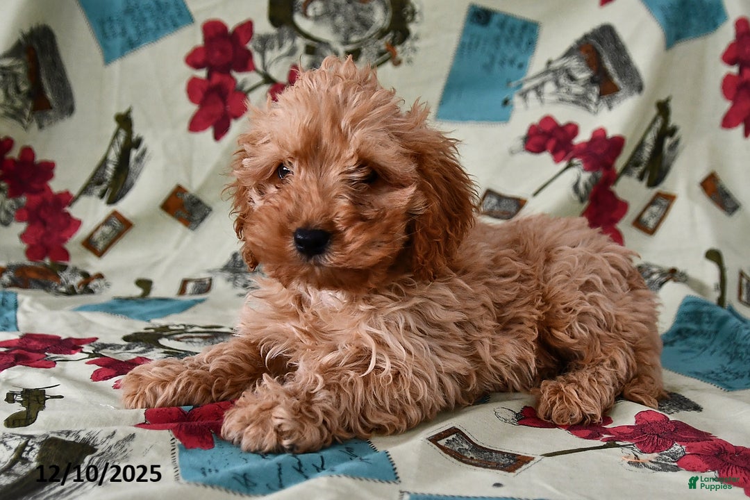 Cockapoo dogs for sale: Caramel  - Ad 3