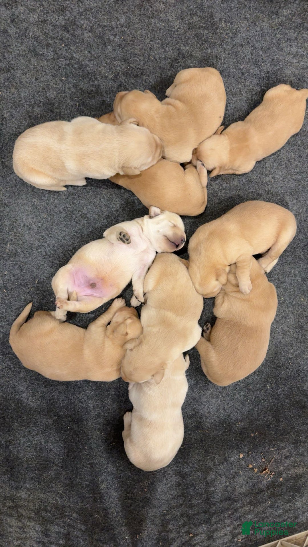 Labrador Retriever dogs for sale: Shrimp- Tan collar  - Ad 1