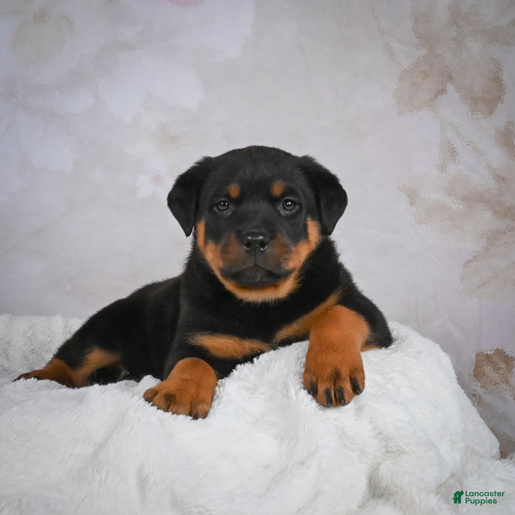 Rottweiler dogs Turbo - Ad 11