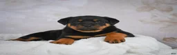 Rottweiler dogs for sale: Turbo - Ad 1