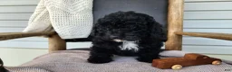 Mini Bernedoodle dogs for sale: Brock - Ad 13