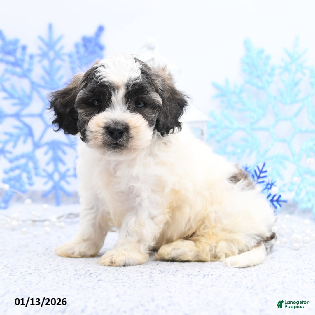 Mixed Breed dogs for sale: Mason - Ad 3