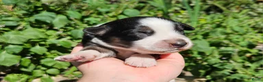 Australian Shepherd 6