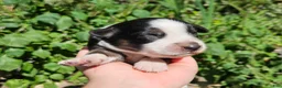 Australian Shepherd dogs for sale: Australian Shepherd 6 - Ad 1