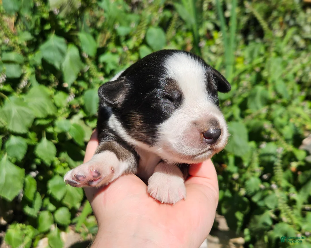 Australian Shepherd dogs for sale: Australian Shepherd 6 - Ad 1