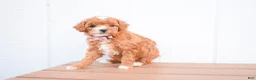 Miniature Poodle dogs for sale: Dixie 💕🐶 - Ad 2