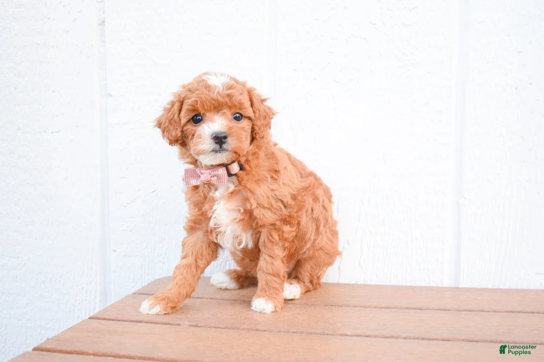 Miniature Poodle dogs for sale: Dixie 💕🐶 - Ad 2