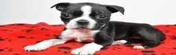 Boston Terrier dogs for sale: Cassidy - Ad 5