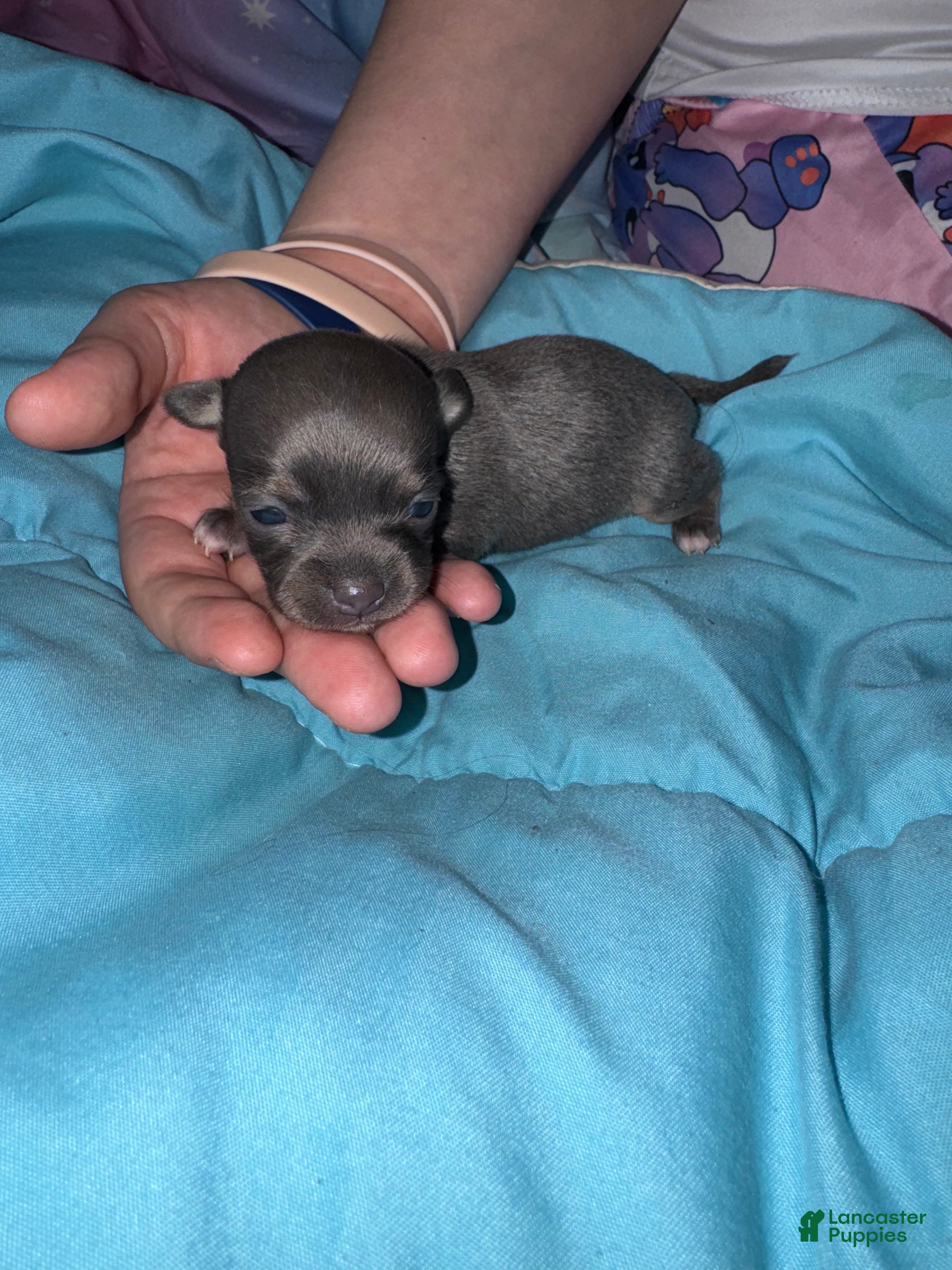 Chihuahua dogs Chihuahua Puppy 1 - Ad 35