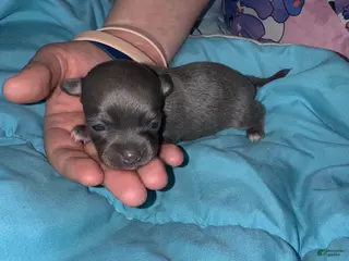 Chihuahua dogs Chihuahua Puppy 1 - Ad 40