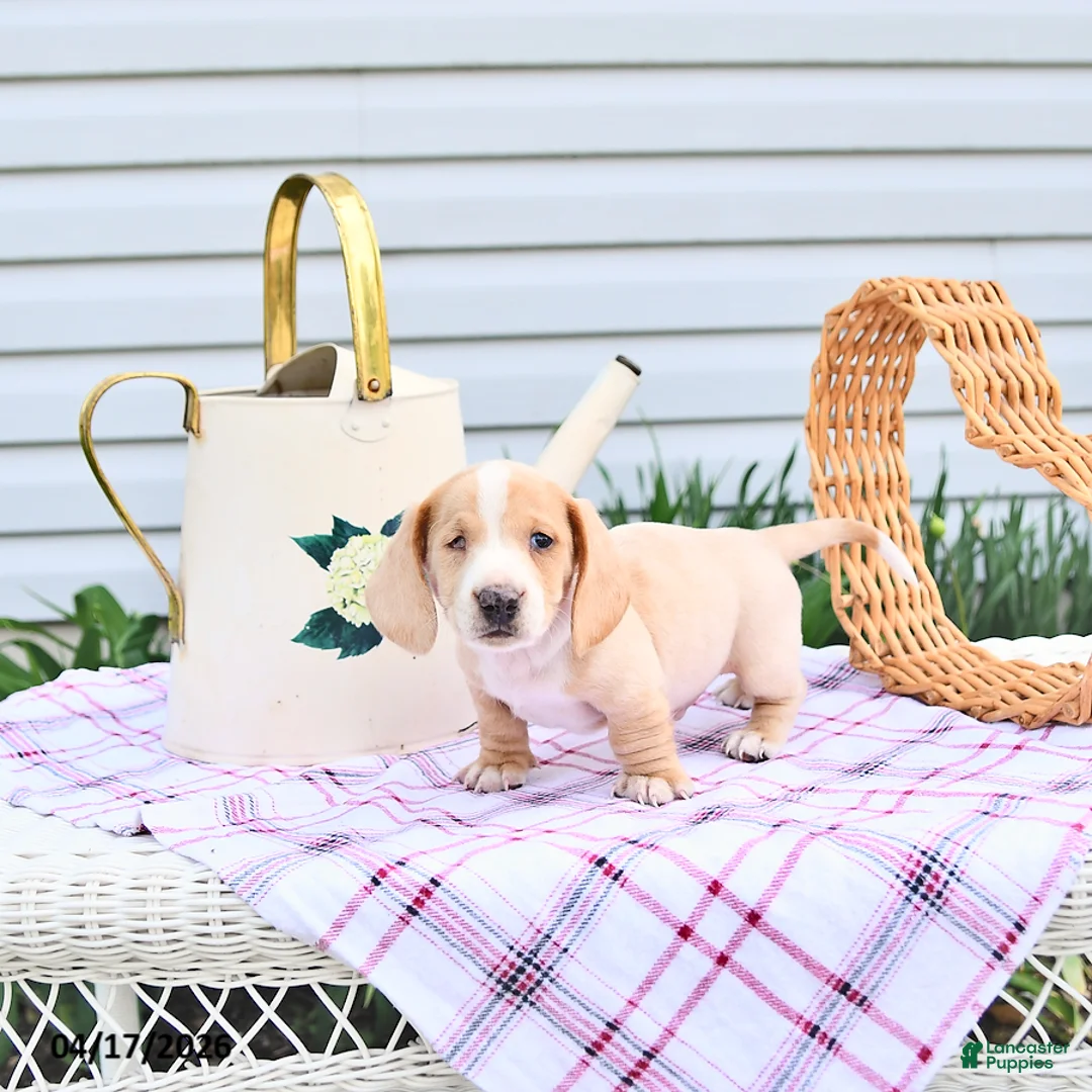 Dachshund dogs for sale: Flinn      SPECIAL NEEDS - Ad 2