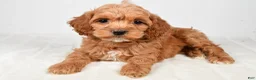 Cockapoo dogs for sale: Cindy - Ad 6