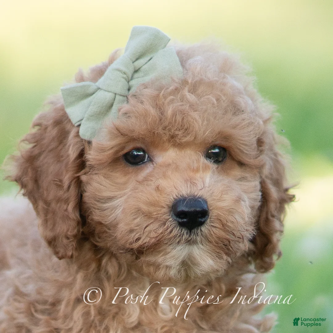 Mini Goldendoodle dogs for sale: ozzy - Ad 1