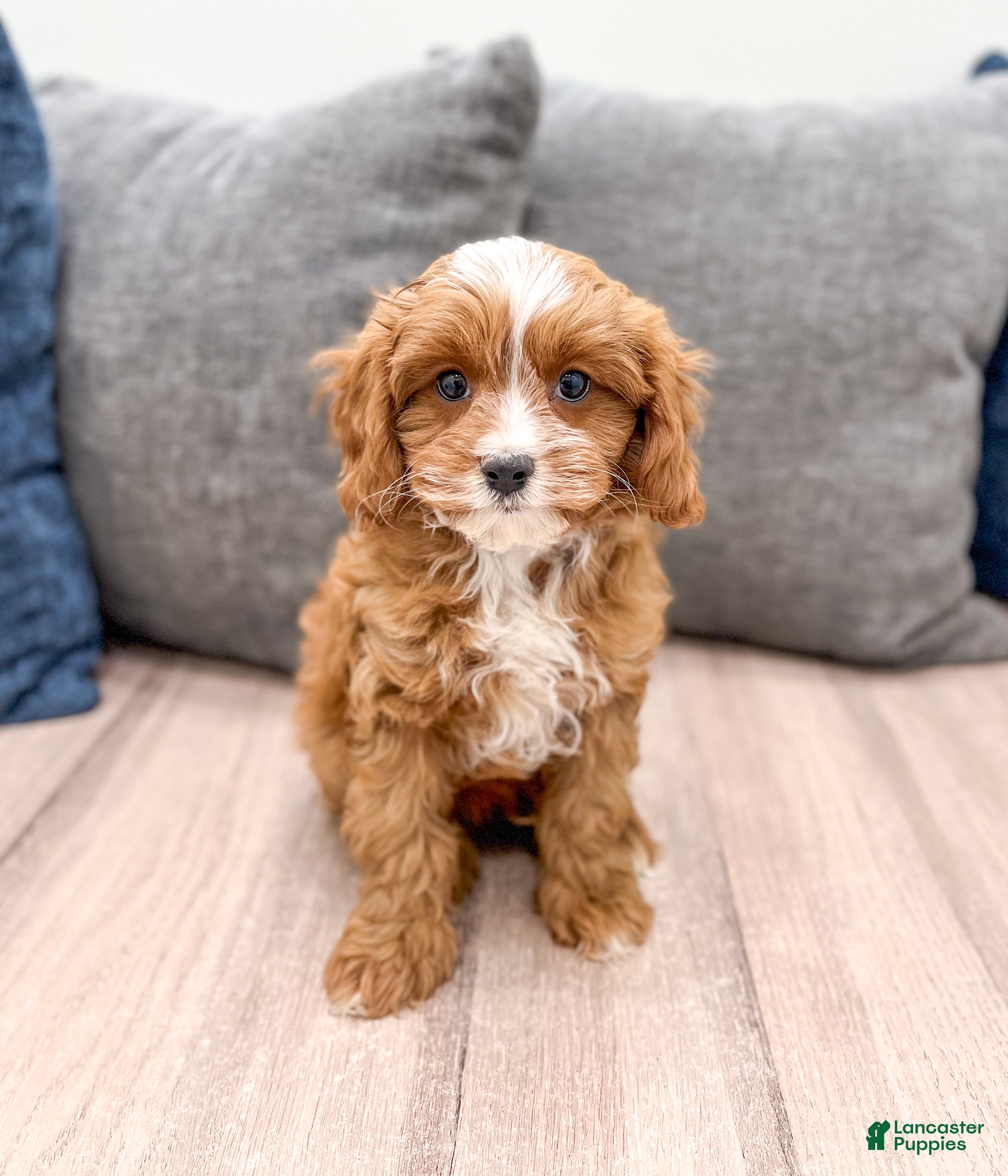 Cavapoo dogs Ramsey - Ad 2