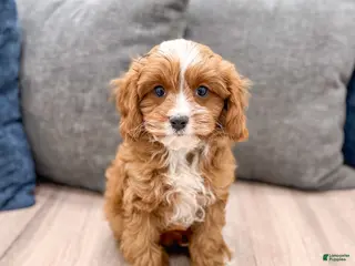 Cavapoo dogs Ramsey - Ad 2