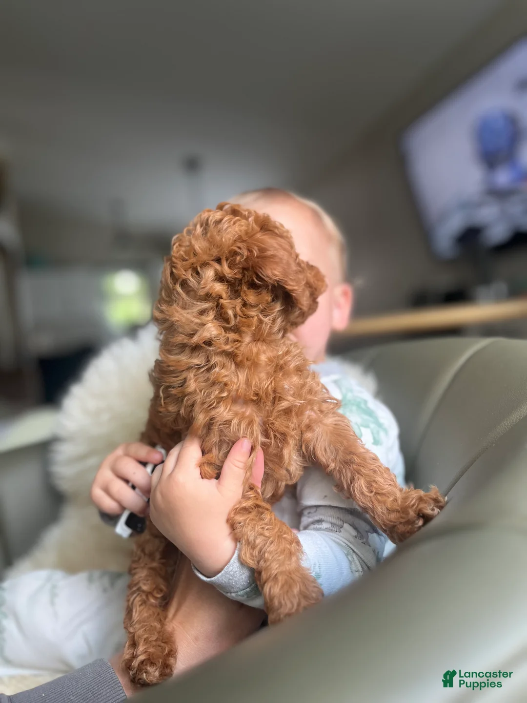 Miniature Poodle dogs for sale: Sully - Ad 2