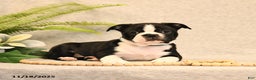 Boston Terrier dogs for sale: Morris - Ad 2