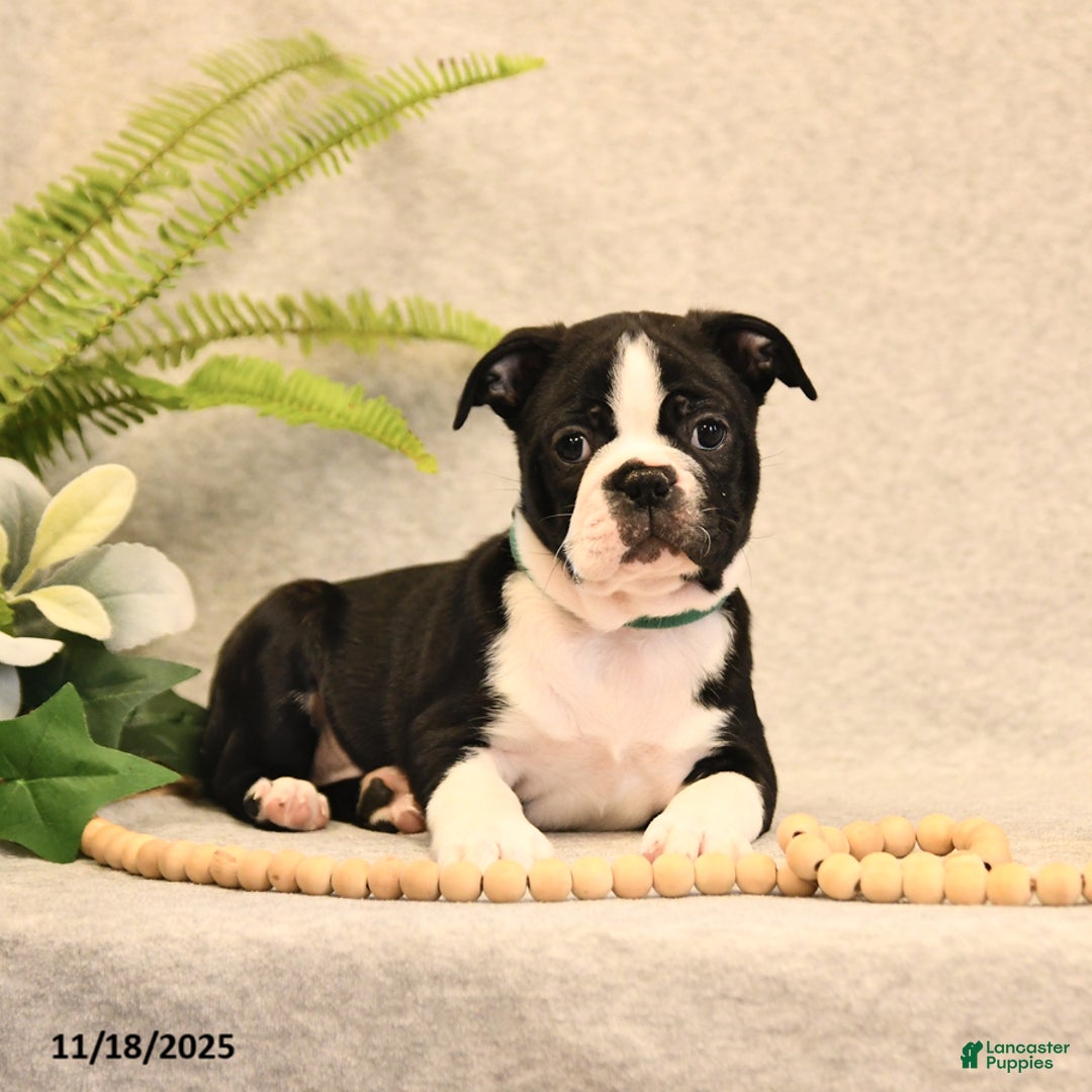 Boston Terrier dogs for sale: Morris - Ad 2