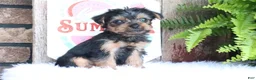 Yorkshire Terrier dogs for sale: Zach - Ad 4