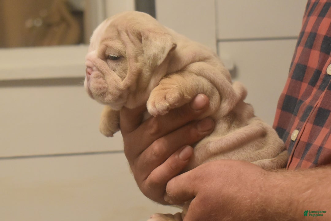 English Bulldog dogs for sale: Chloe - Ad 3
