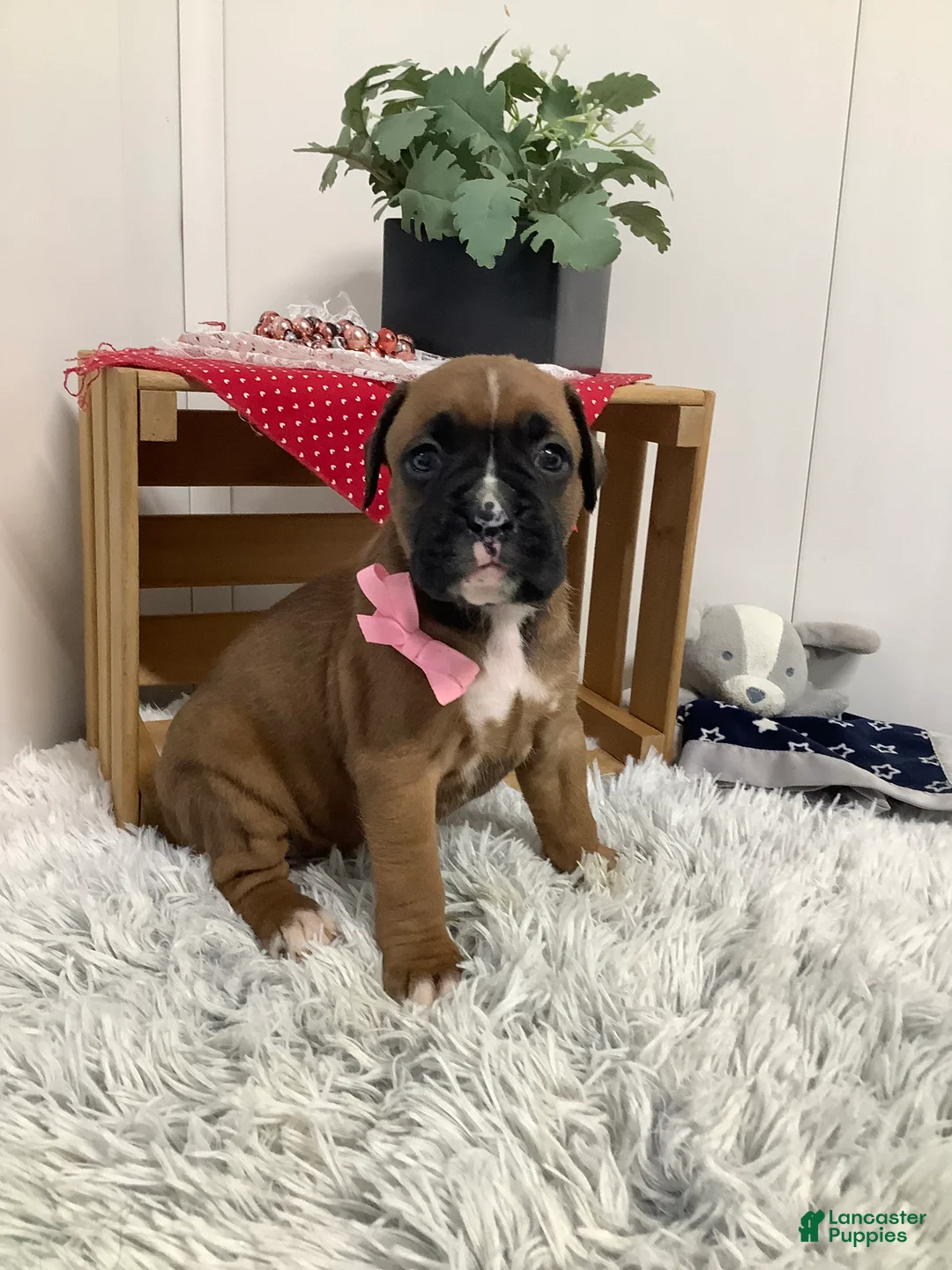 Boxer dogs for sale:  Cindy Puppy 2 - Ad 2