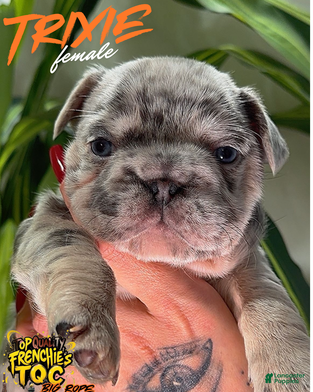 French Bulldog dogs TRIXIE - Ad 13