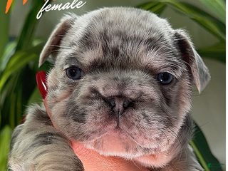 French Bulldog dogs TRIXIE - Ad 11