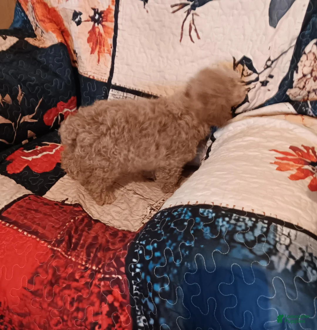 Toy Poodle dogs for sale: Toy Poodle 1 - Ad 2