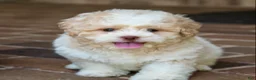 Shihpoo dogs for sale: Sullivan - Ad 4