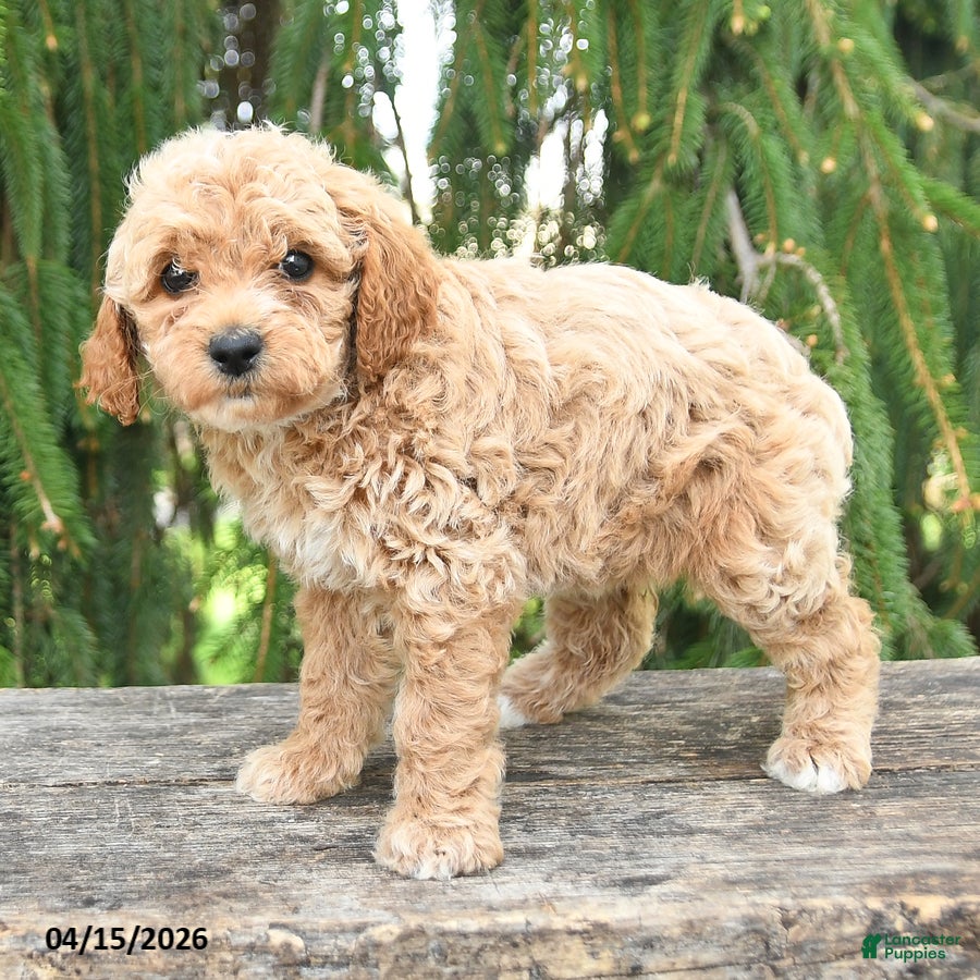 Goldendoodle dogs Molly - Ad 2