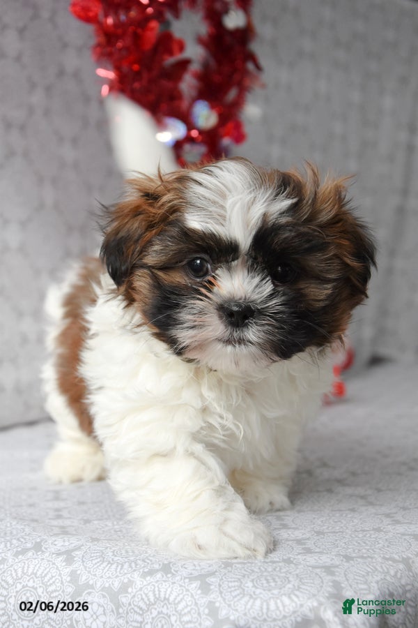 Shih Tzu dogs Snickers - Ad 33
