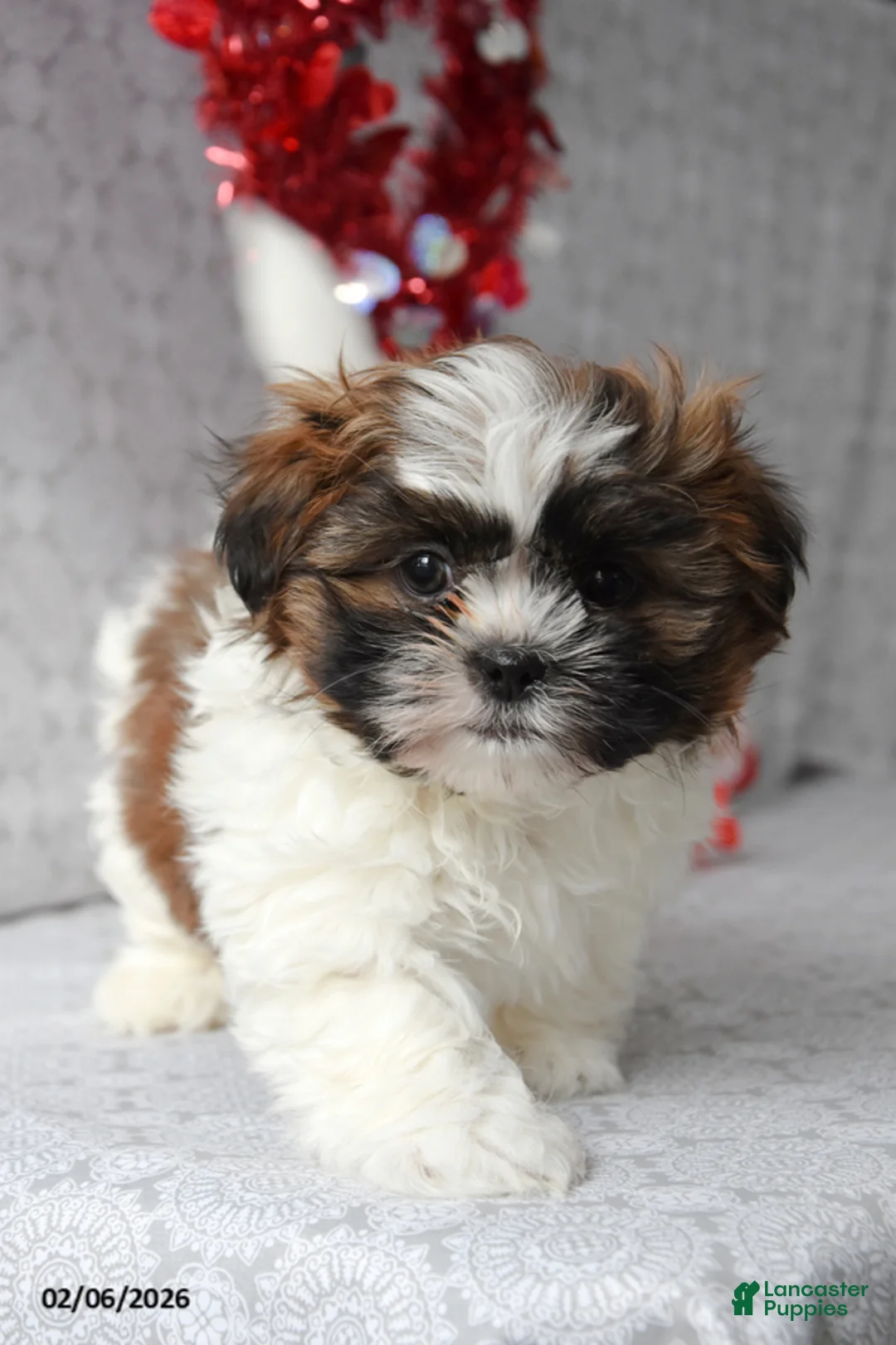 Shih Tzu dogs for sale: Snickers - Ad 1